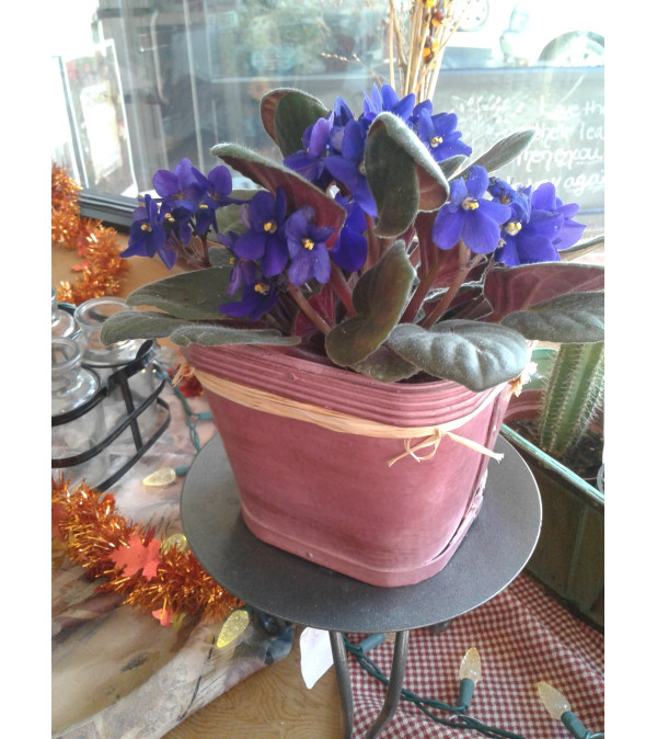 4" African Violet