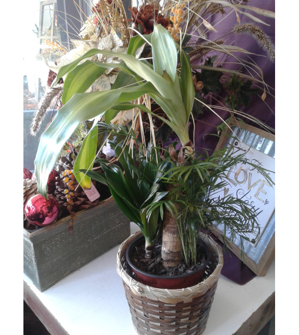 Combo Plant 6"