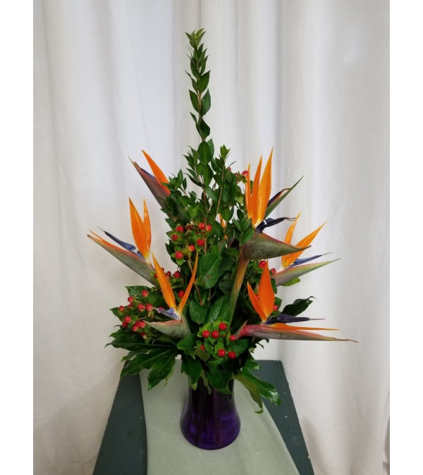 Amazing Birds of Paradise