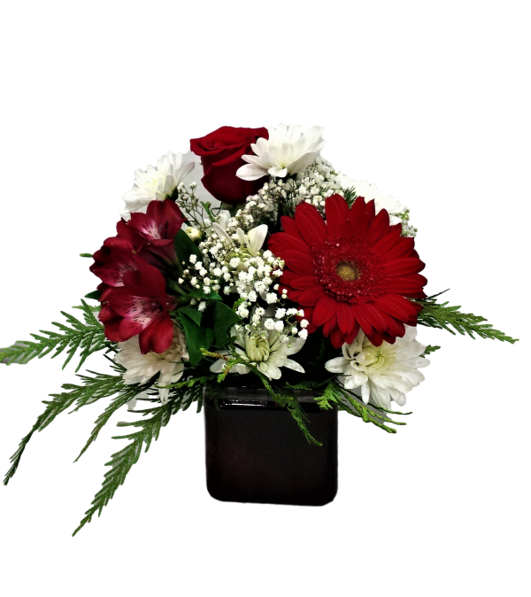 Red and White Wonder