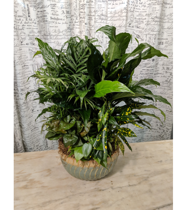 Dish Garden (Light Blue and Cream Ceramic Pot)