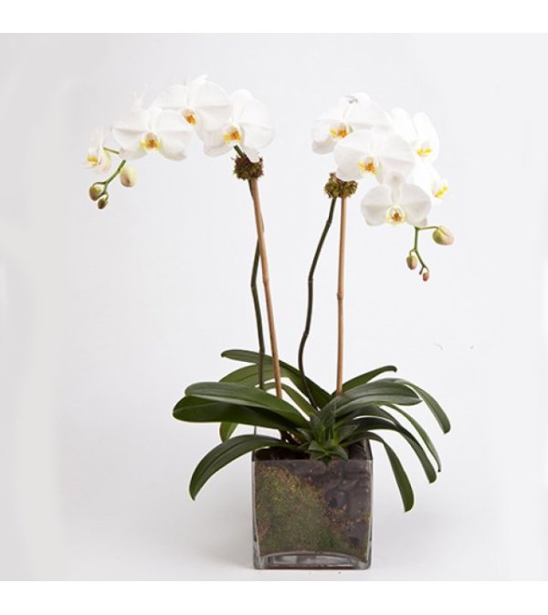 A magnificent double Orchid