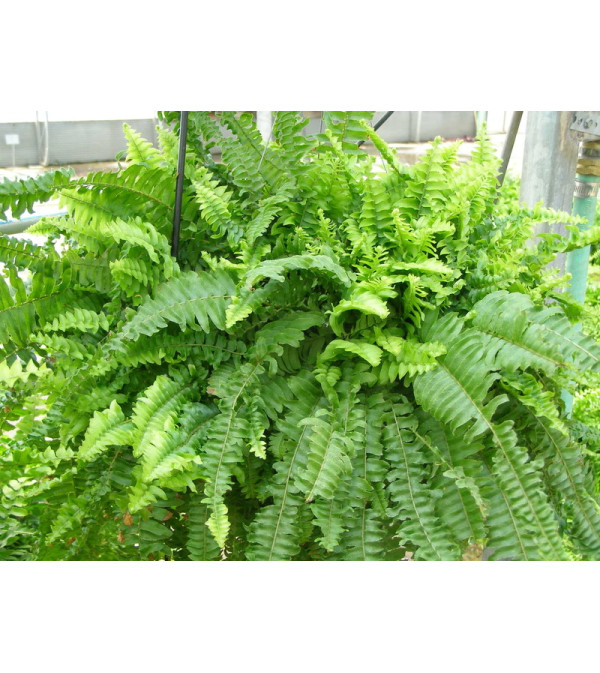 BOSTON FERN - green PLANT
