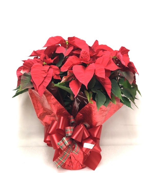 Christmas Poinsettia 6" potted or 8" potted