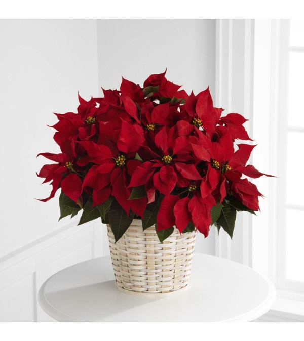 Red Poinsettia Plant in Basket
