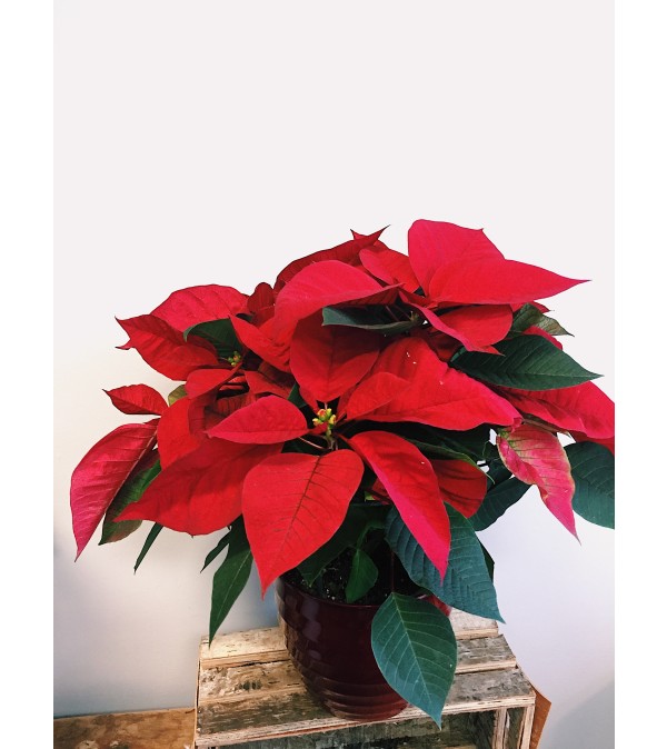 Pretty Perfect Poinsettia