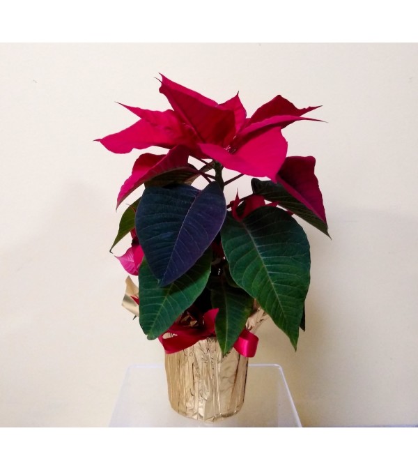 4" Red Poinsettia