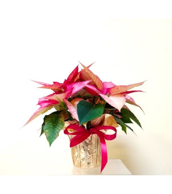 4" Speckled Poinsettia
