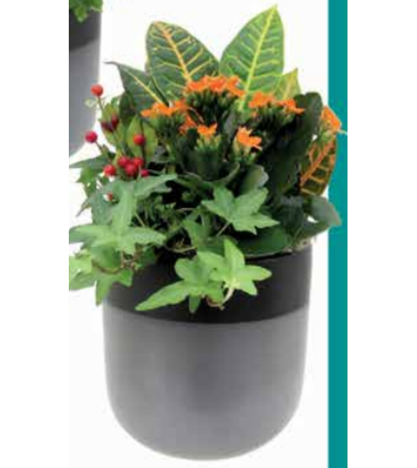 Modern Gardenscape