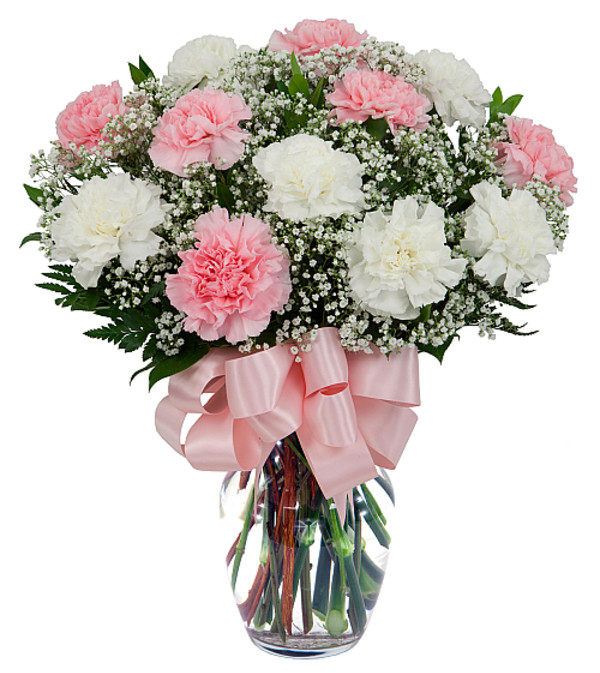 Pretty Carnations 19