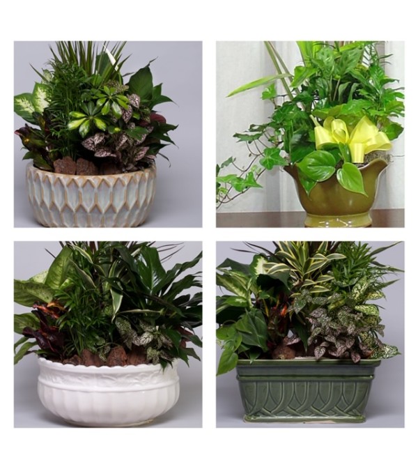 Planter-Florist's Choice in Pottery