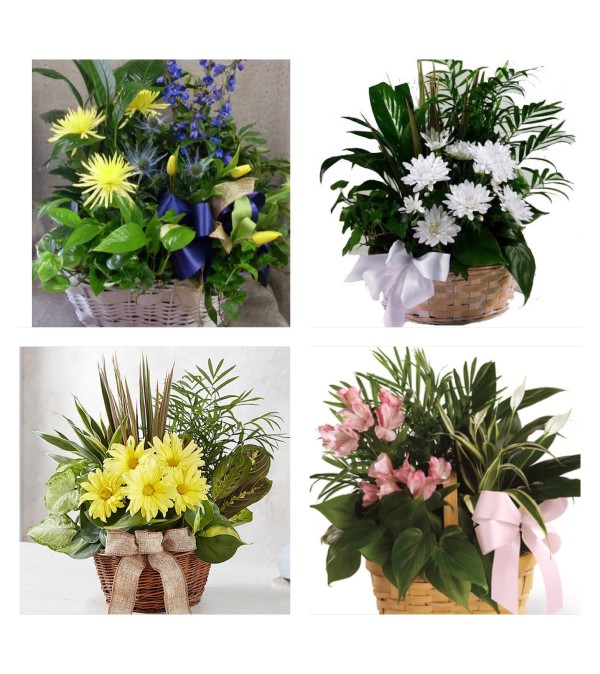 Florists/Choice-Planter in wicker with fresh added