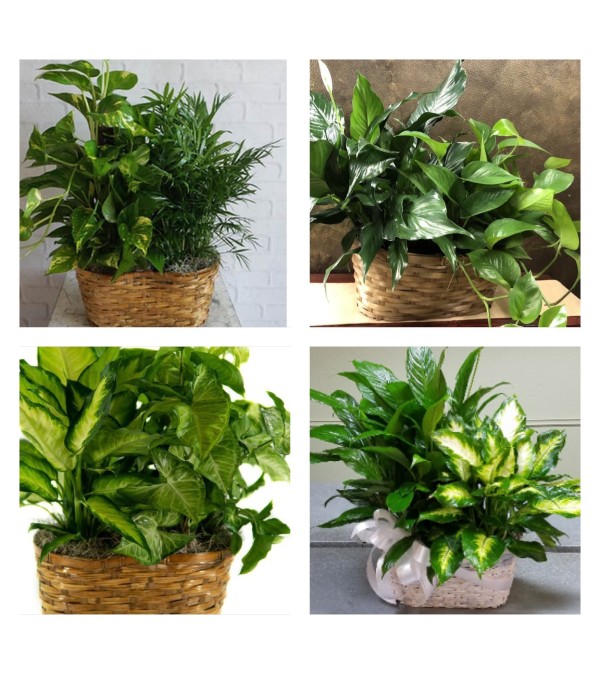 Double Plant Basket