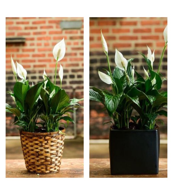 Spath-Peace Lily Plant-6” Pot