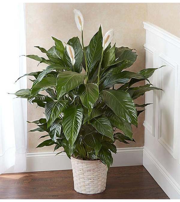 8" Peace Lily/Wicker Basket