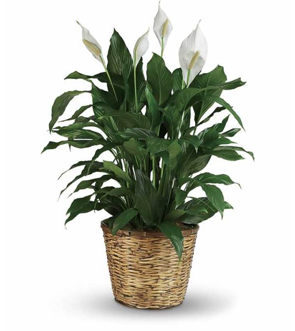 Peace Lily 6, 8 or 10 inch