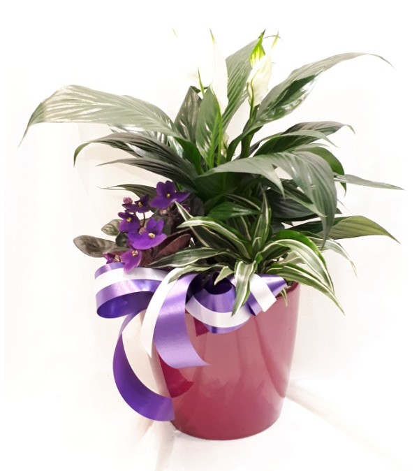 POT24
