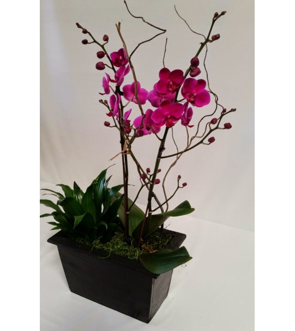 Special Orchid Deal of the Day