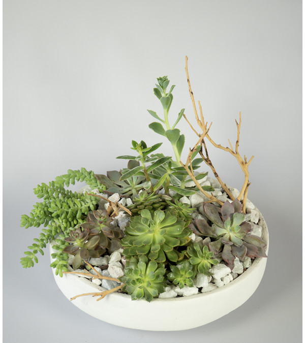 Luxuriant Succulents