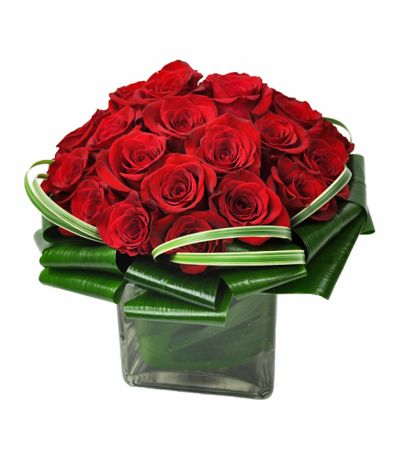 Red Rose Velvet