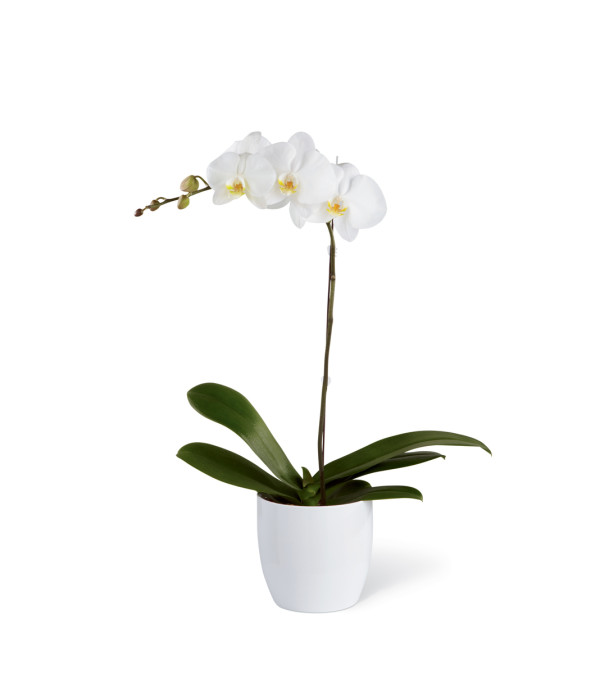 The FTD® White Orchid Ceramic Planter