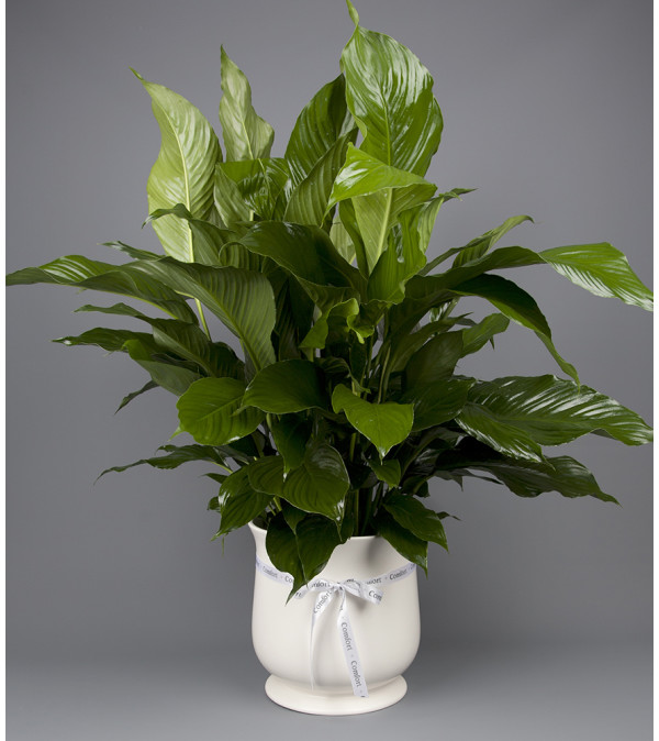 Sympathy Ceramic Planter
