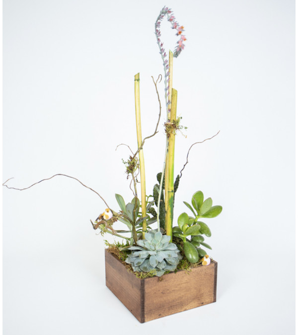 Succulent Box