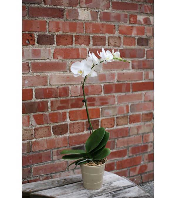 Orchid