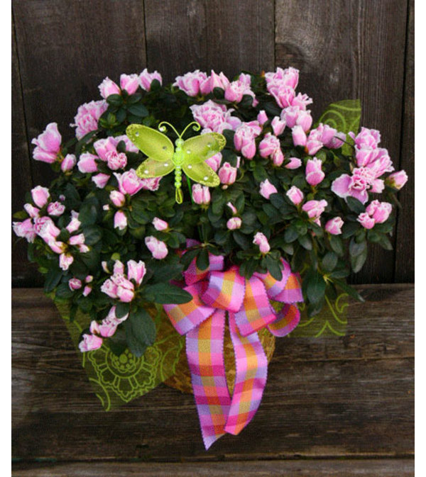 Azalea Beauty