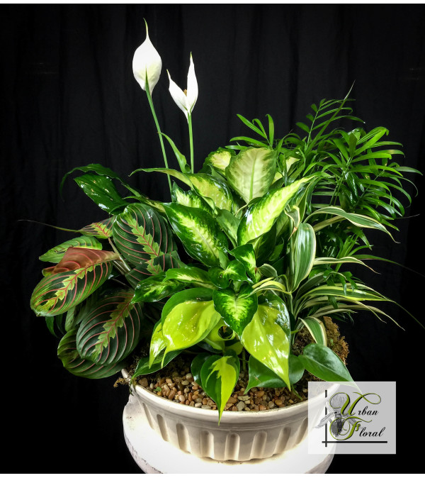 plant garden (medium)