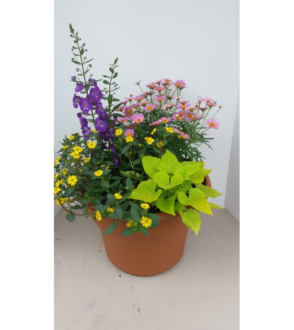 Patio Pot for Sun