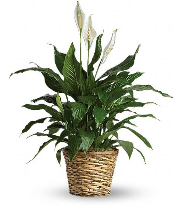 peaceful spathiphyllum