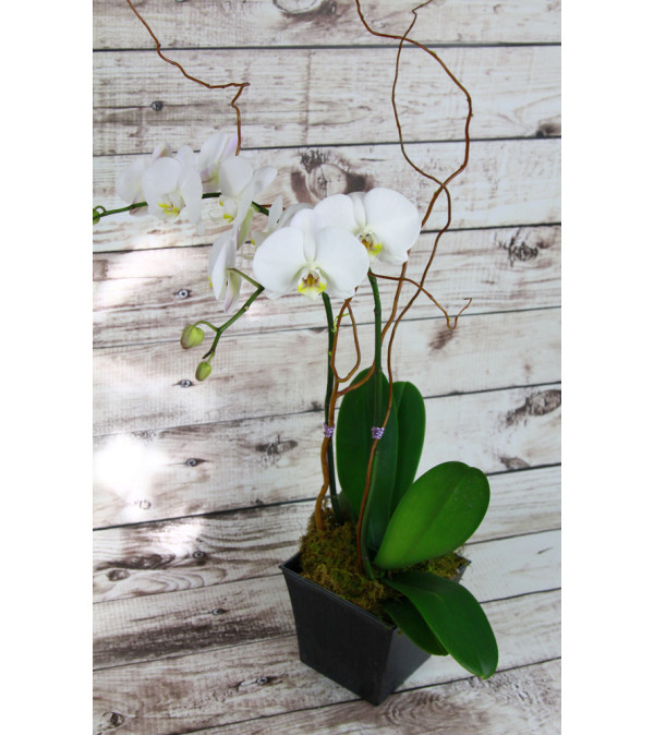 Classy Orchid