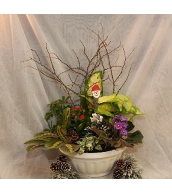 Old Man Winter Dishgarden