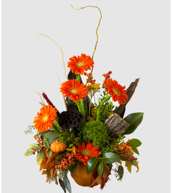 Athena's Fall Splendor