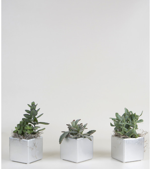 Set of 3 Plants