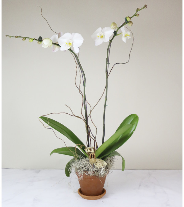 Old City's Classic Orchid