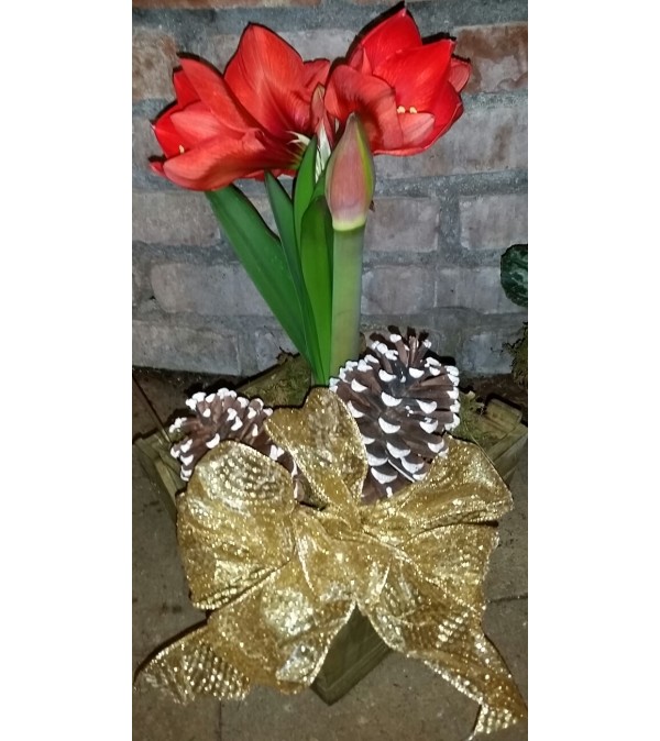 Christmas amaryllis