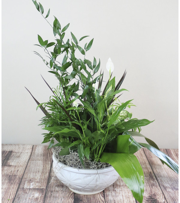 The Flower Boutique Medium Dish Garden