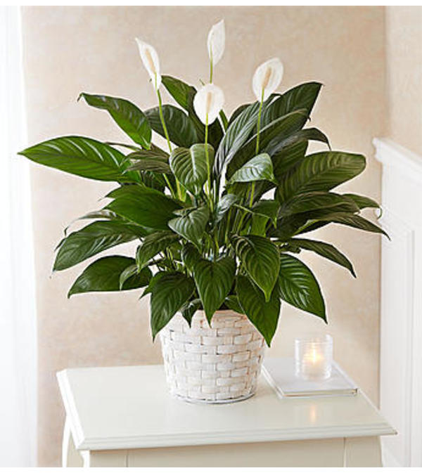 Peace Lily Plant for Sympathy
