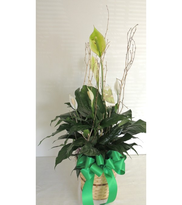 Peace Lilly