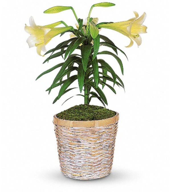 Easter Lily Plant