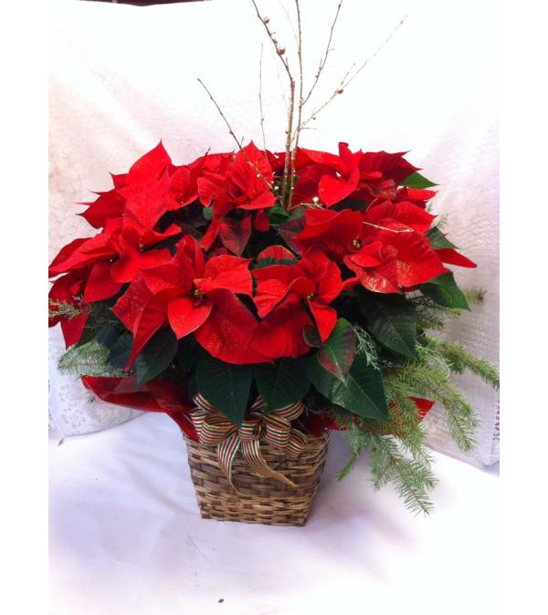Joy to the World Poinsettia