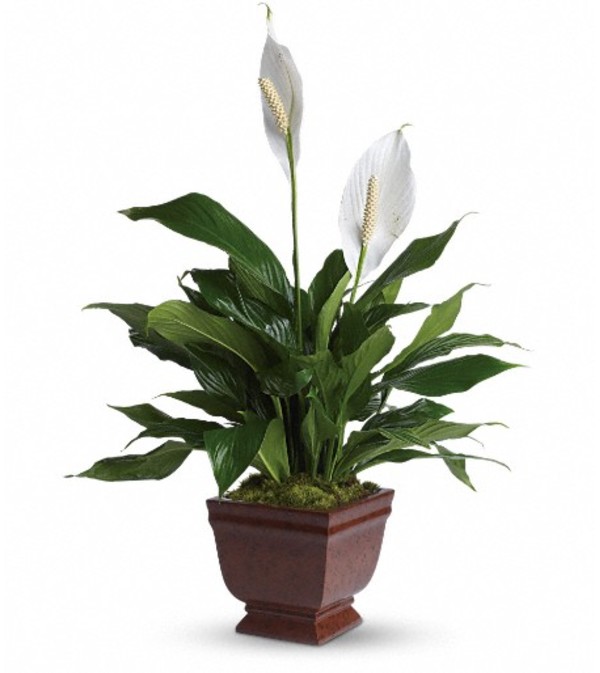 Teleflora's Lovely One Spathiphyllum Plant