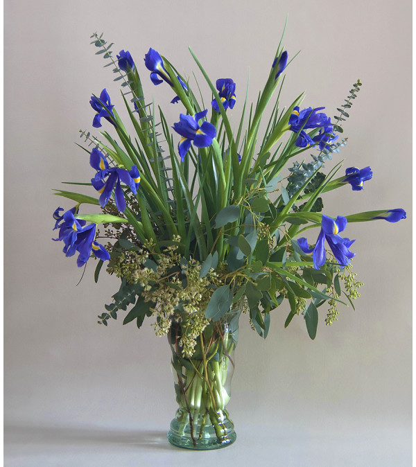 Iris's In Bloom