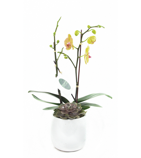 Mini Yellow Orchid
