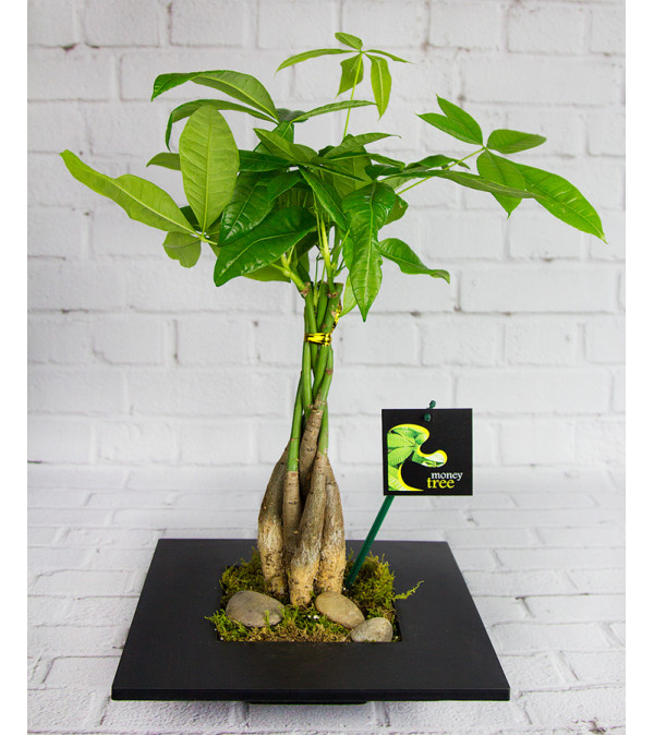 Elegant Money Tree