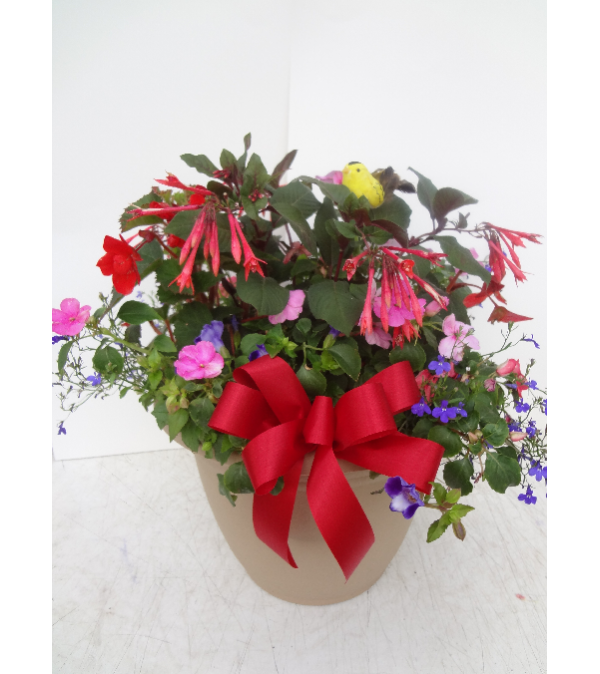 Shady Annual Showstopping Patio Pot