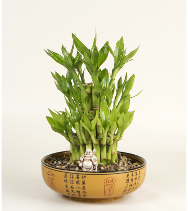Bamboo Plant with Buddha
