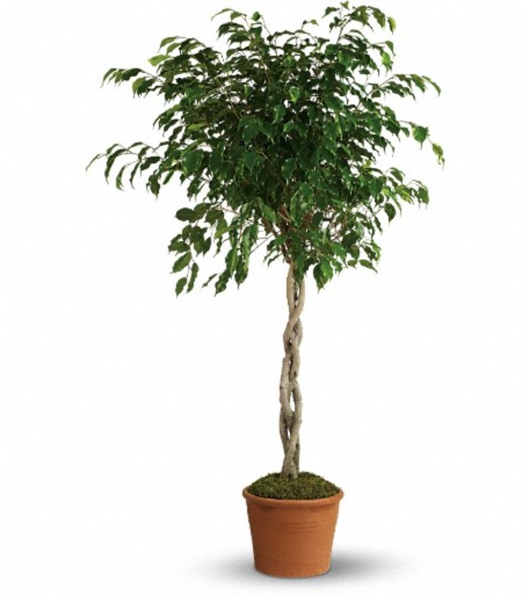 Towering Ficus